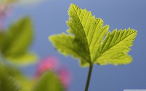 23 Grazus Nemokami Pavasario Ekranai Kad Atnestų Dziaugsma