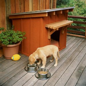 یک سگ آب آشامیدنی در خارج از یک خانه سگ.